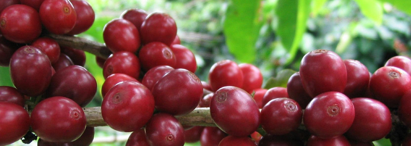 Coffee Fruit & The Brain